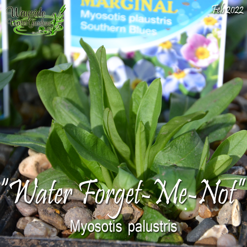Water (Myosotis scorpiodes / Myosotis palustris